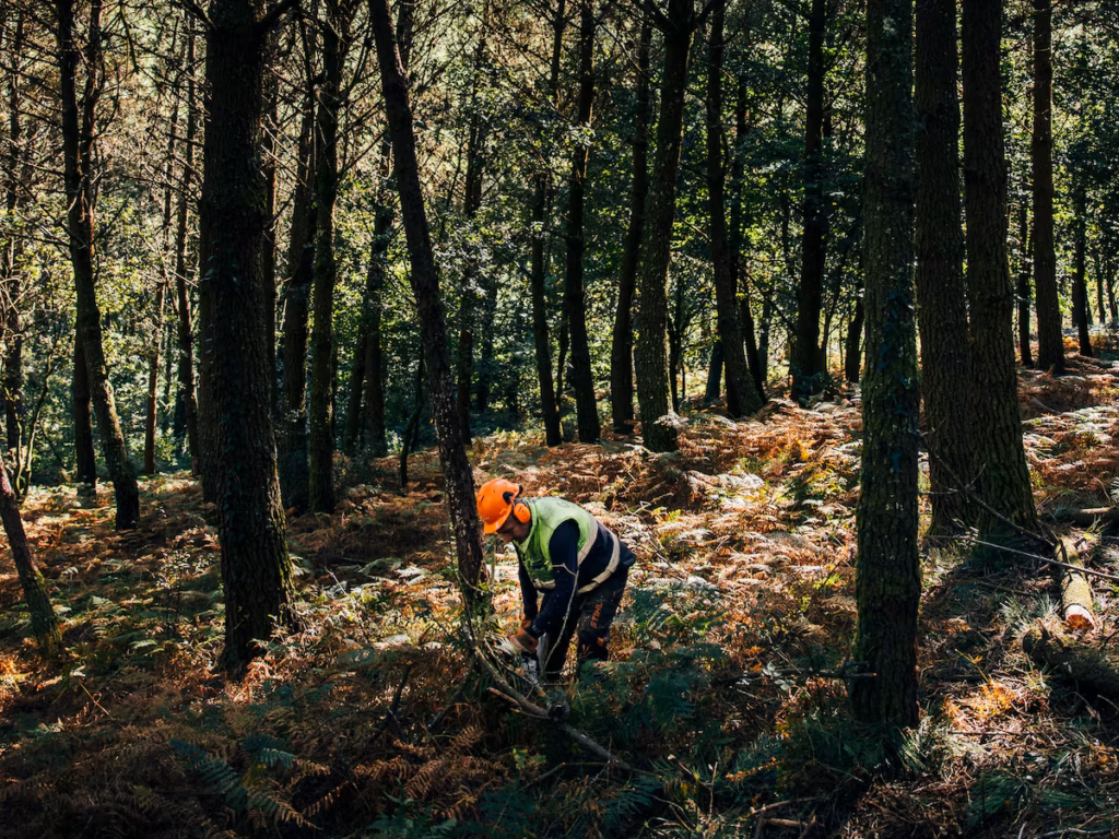 Cómo cuidar el bosque y crear riqueza al mismo tiempo